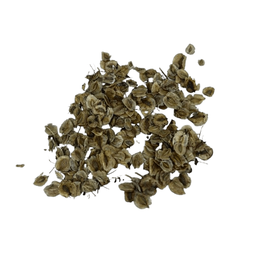 Hogweed (Chimphing): A Hidden Gem from the Himalayan Region